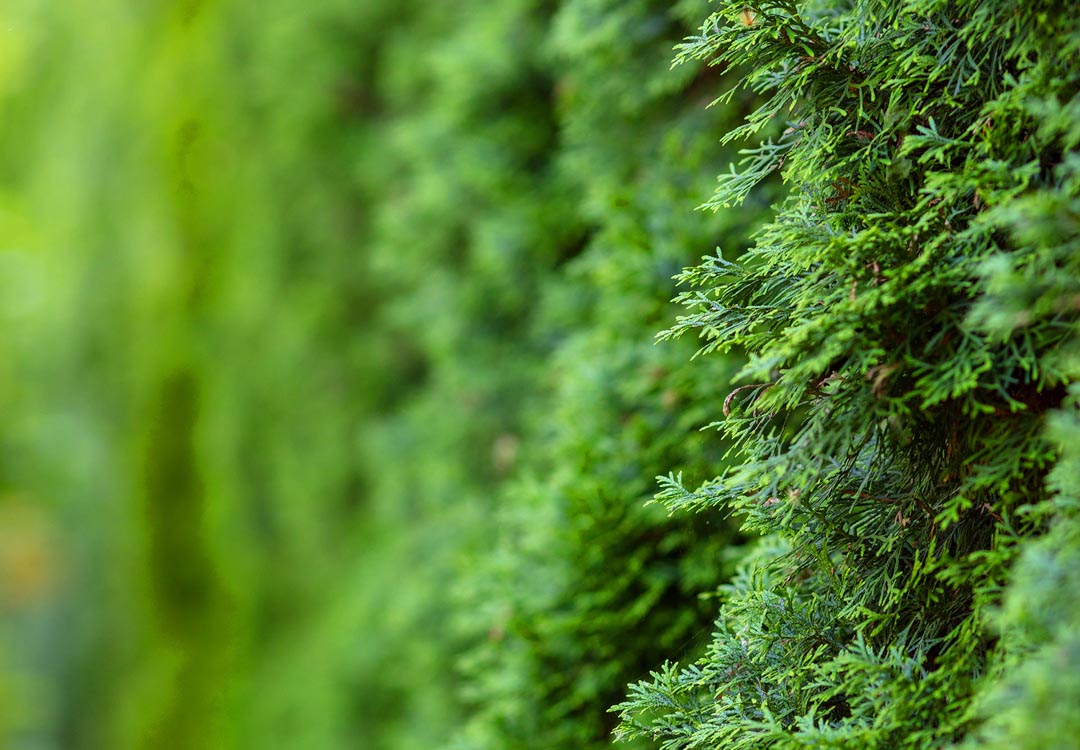 hedge plants