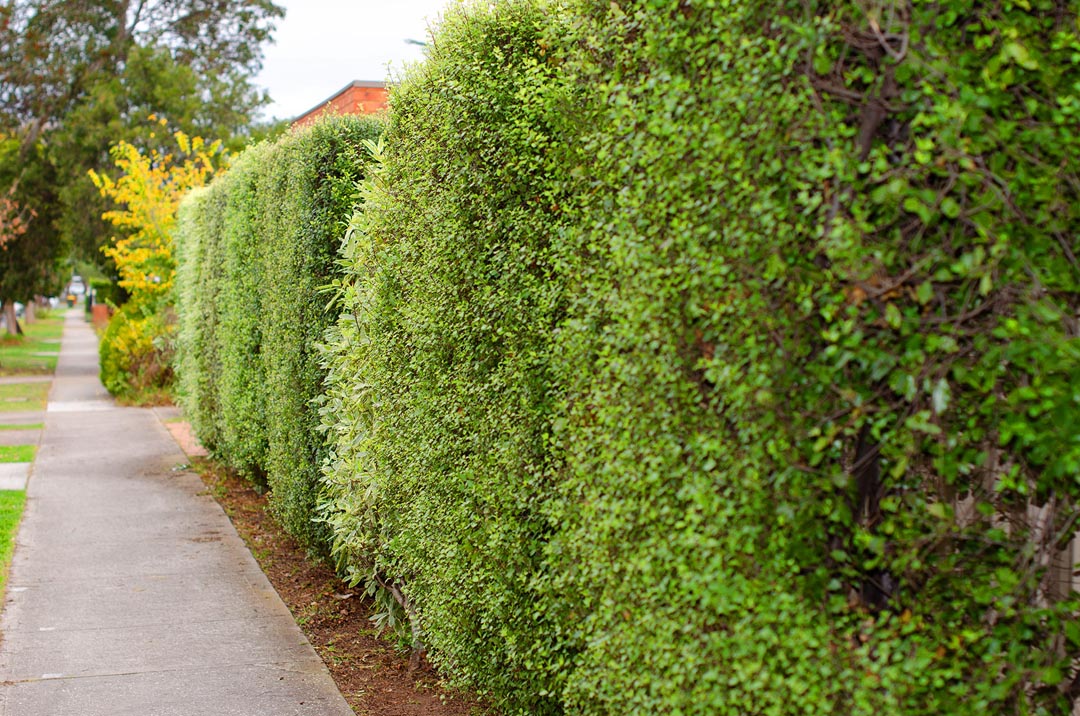 Privacy Screens