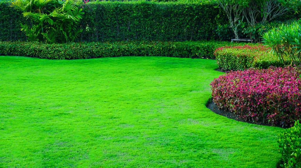 3 Ways to Use Plants for a More Secluded Backyard
