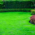 3 Ways to Use Plants for a More Secluded Backyard